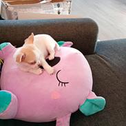 Chihuahua Zimba