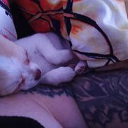 Chihuahua Zimba