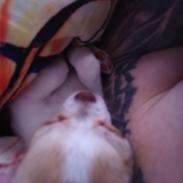 Chihuahua Zimba