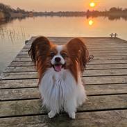 Papillon Mi'diliva's Don't stop believin' (Teemo)