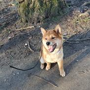 Shiba Pelle