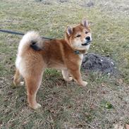 Shiba Pelle