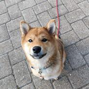 Shiba Pelle