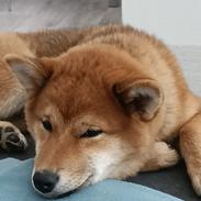 Shiba Pelle