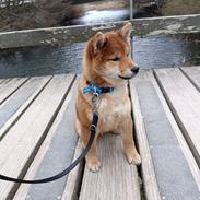 Shiba Pelle