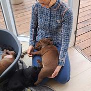 Labrador retriever Balder