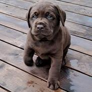 Labrador retriever Balder
