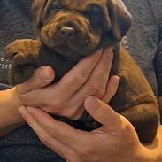 Labrador retriever Balder
