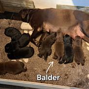 Labrador retriever Balder