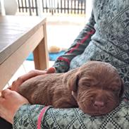 Labrador retriever Balder