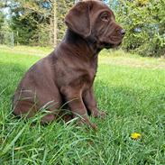 Labrador retriever Balder