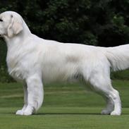 Golden retriever Goldenmermaid's Trentino