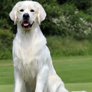 Golden retriever Goldenmermaid's Trentino