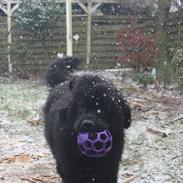 Newfoundlænder helmer 