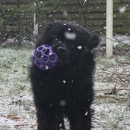 Newfoundlænder helmer 