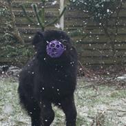 Newfoundlænder helmer 