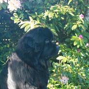 Newfoundlænder helmer 