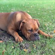 Dogue de bordeaux Simba