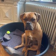 Dogue de bordeaux Simba