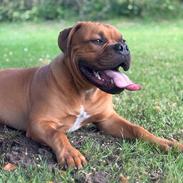 Dogue de bordeaux Simba