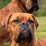 Dogue de bordeaux Simba