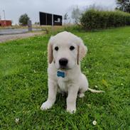 Golden retriever Cody