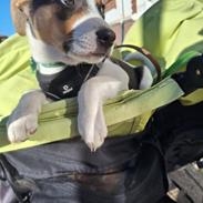 Dansk svensk gaardhund Otto 