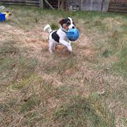 Dansk svensk gaardhund Otto 