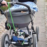 Dansk svensk gaardhund Otto 