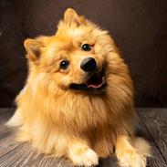 Mittelspitz Sprinkle