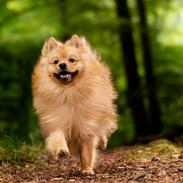 Mittelspitz Sprinkle