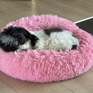 Coton de tulear Smiley Lady