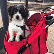Coton de tulear Smiley Lady