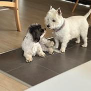 Coton de tulear Smiley Lady