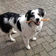 Australian shepherd Milo