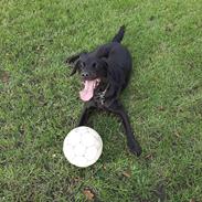 Blanding af racer Ronja