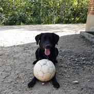 Blanding af racer Ronja