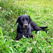 Blanding af racer Ronja