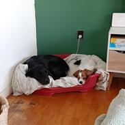 Blanding af racer Ronja