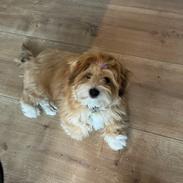 Bichon havanais Loppen