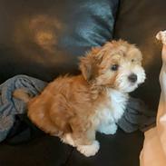 Bichon havanais Loppen