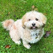Bichon havanais Loppen