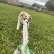 Miniature American Shepherd Evita
