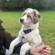 Miniature American Shepherd Evita