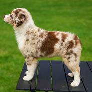 Miniature American Shepherd Evita