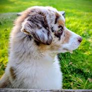 Miniature American Shepherd Evita