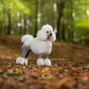 Mellempuddel Thorbjørn