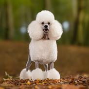 Mellempuddel Thorbjørn