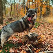 Västgötaspids Vikingspids Saga "Tonda" (Rullepølsen<3)