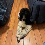 Storpuddel Spirit of Ronja Deli aka Runa